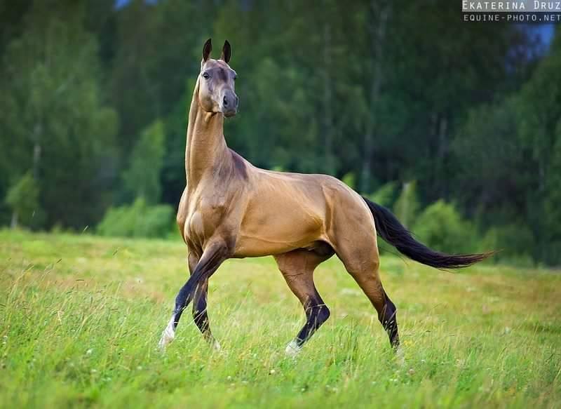Stunning Akhal Teke Horse @Ekaterina Druz